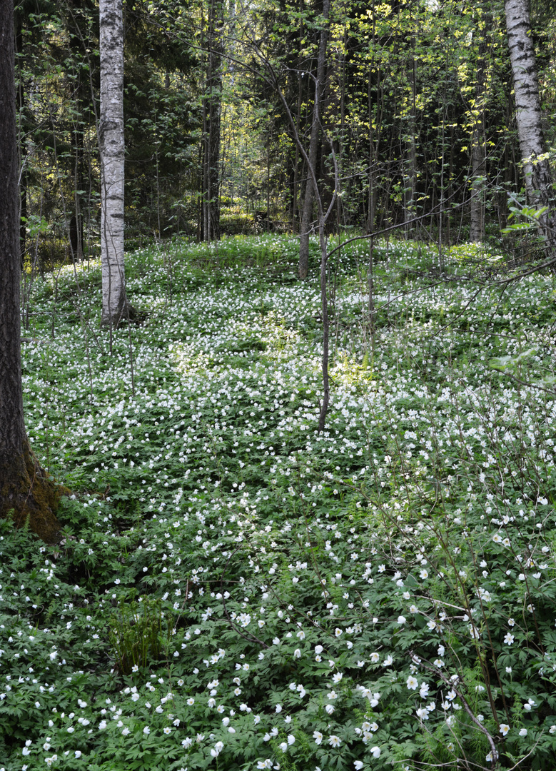 The forests are here full og Anemone nemorosas