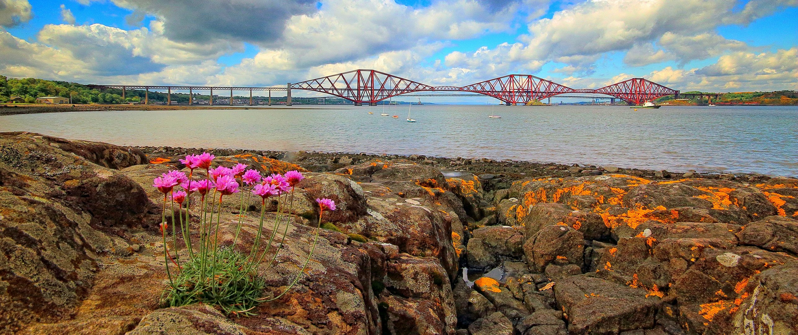 The Forth Bridges and a Flower