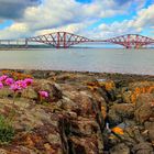 The Forth Bridges and a Flower