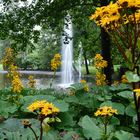 The fountain on park