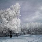 The Four Seasons - Winter
