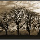 "The four trees"