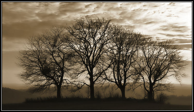 "The four trees"