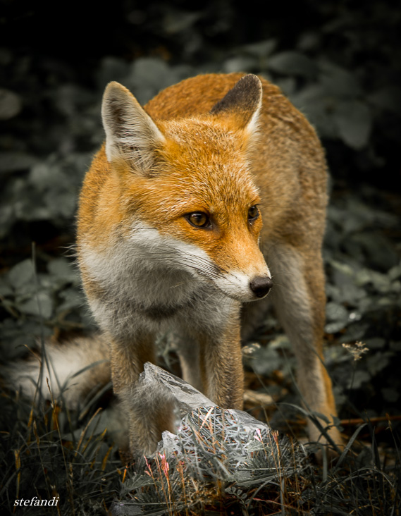 the fox