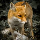 the fox