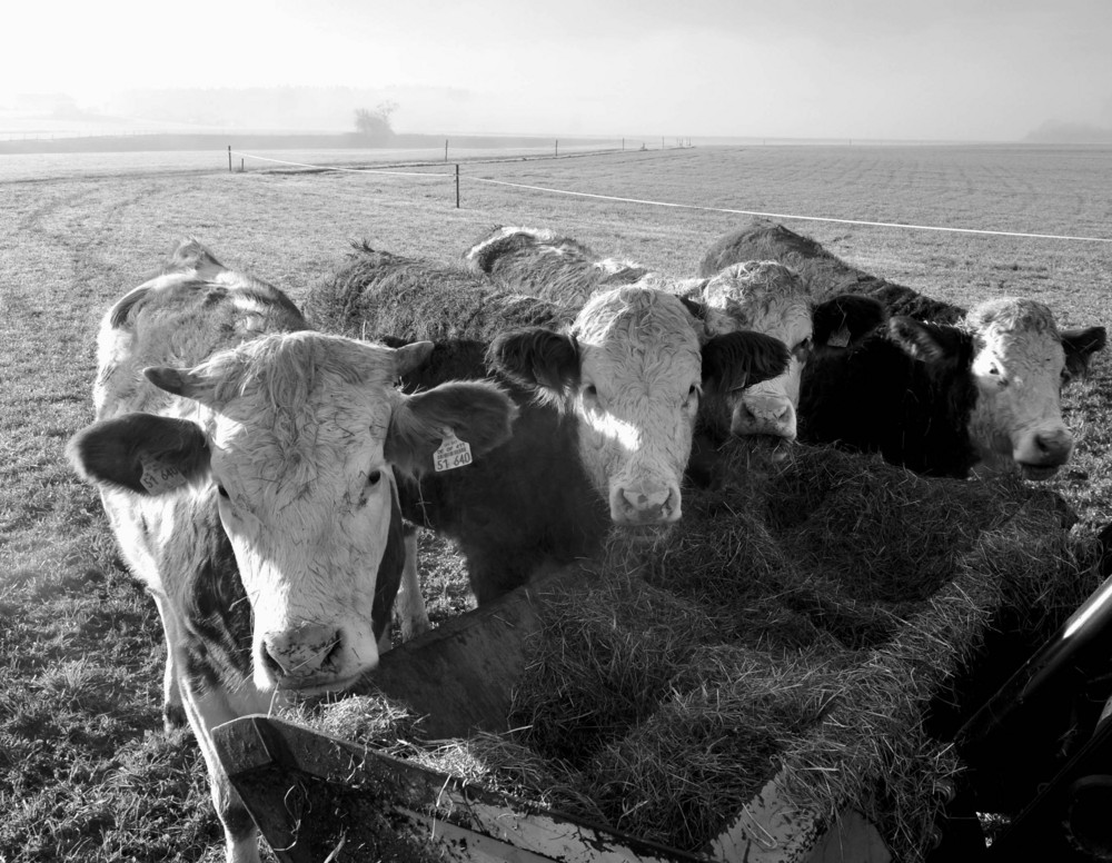 the freaky cowpack staring at the freaky photographer...