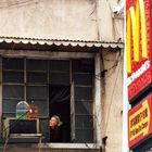 the freedom of a singing bird, Hong Kong 1997