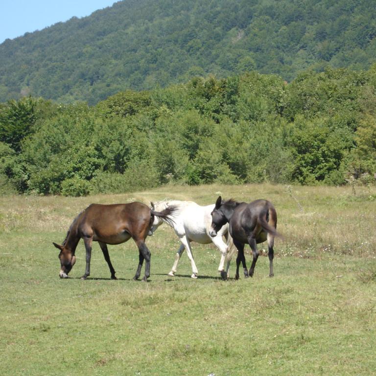 The freedom of horses