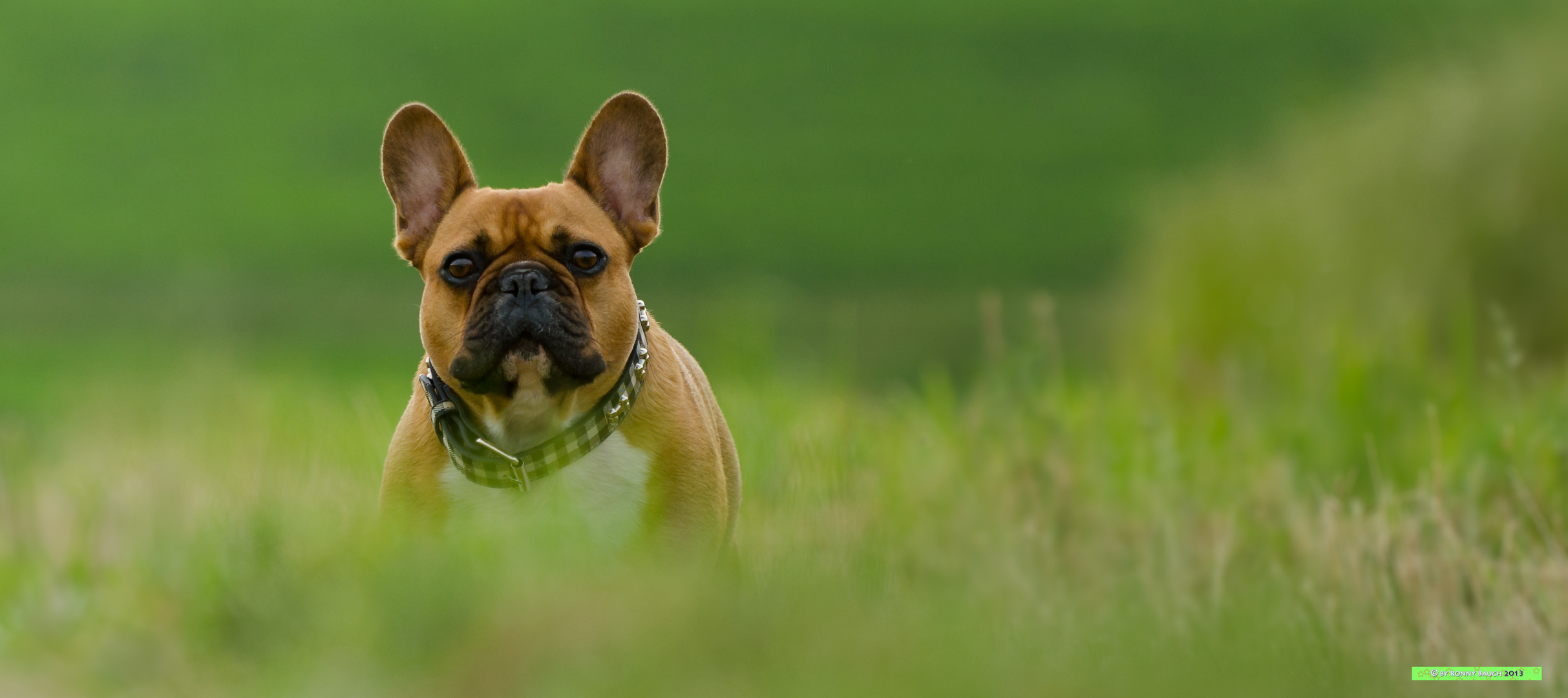 the french bully