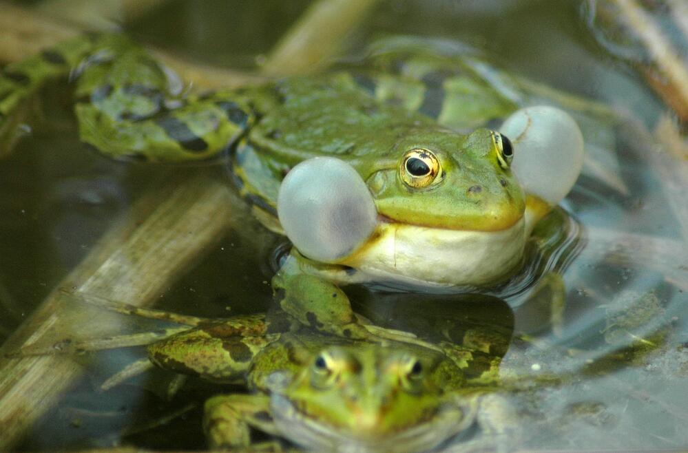 The frog Foto & Bild tiere, wildlife, amphibien & reptilien Bilder
