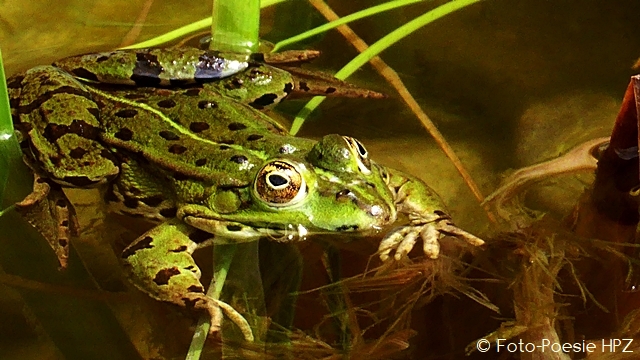 The frog is sitting in the cool water ...