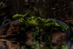 The Frog    kp-112-Froschperspektive