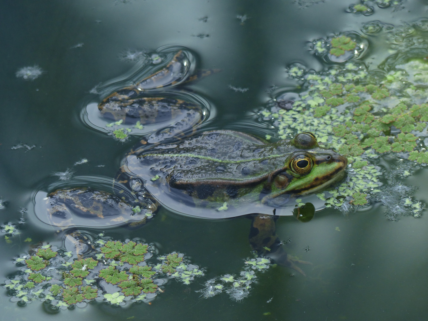 The frog of Bochum