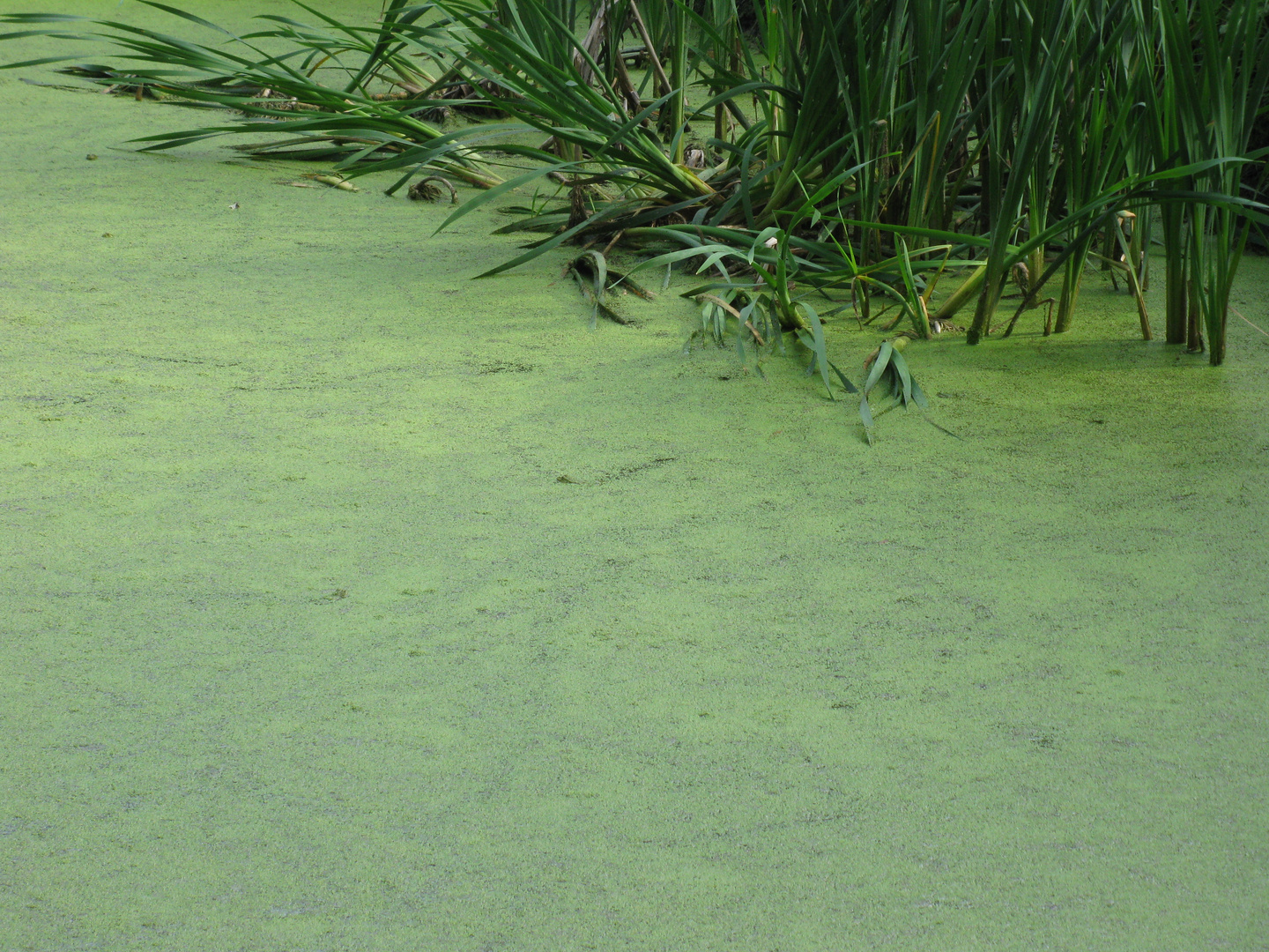 the frog pond