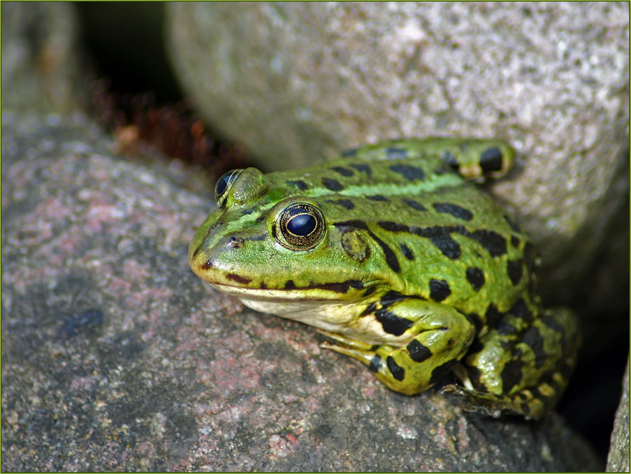 the Frog........Frosch des Grauens....