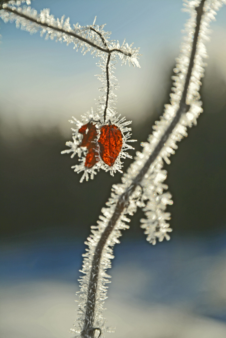 The frosted leaf