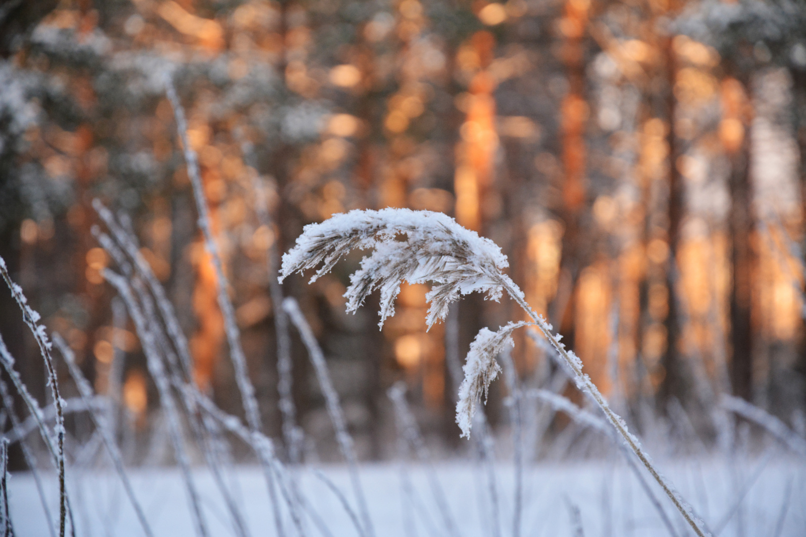 The frosted plant 