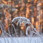 The frosted plant 