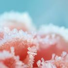 The Frosty Rose
