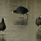 The Frozen World (7) : Coots