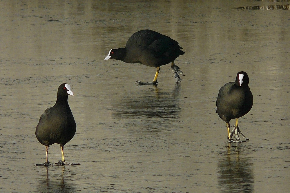 The Frozen World (7) : Coots