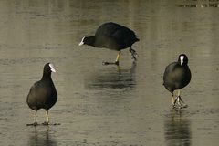 The Frozen World (7) : Coots