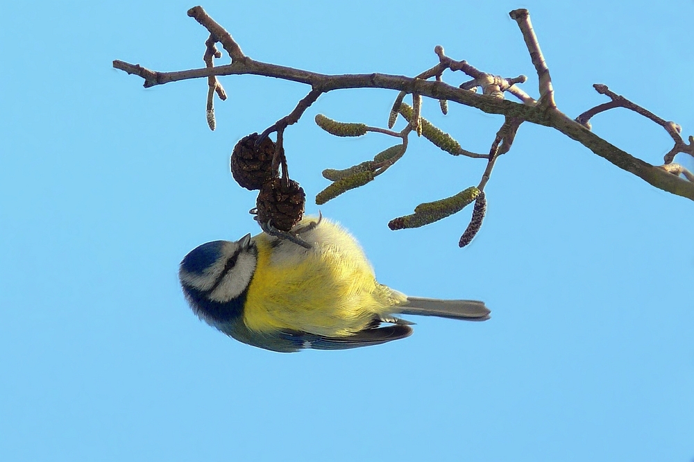 The Frozen World (9) : Blue Tit