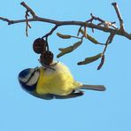 The Frozen World (9) : Blue Tit