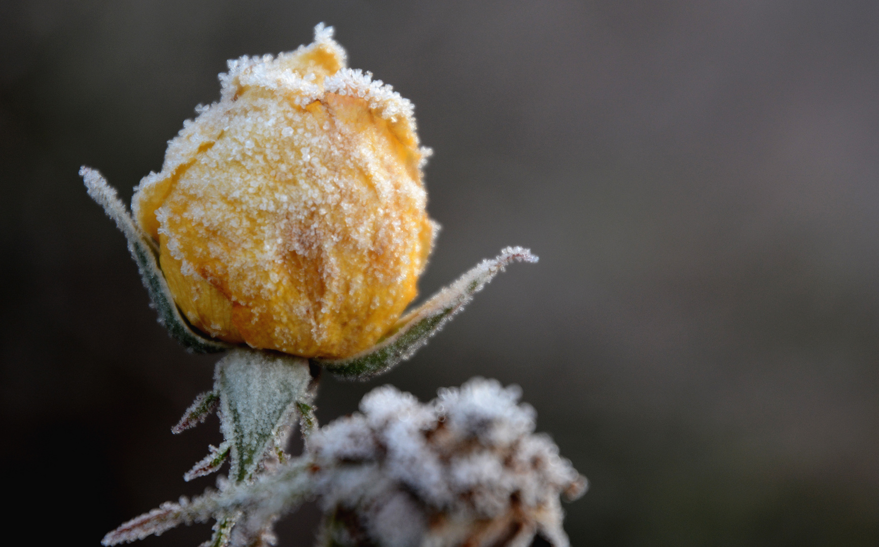 The frozen yellow rose