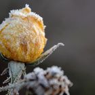 The frozen yellow rose