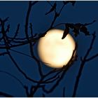 The Full Moon beautifully framed by branch Siluettes
