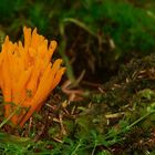 The Fungi world (1) : Yellow stagshorn