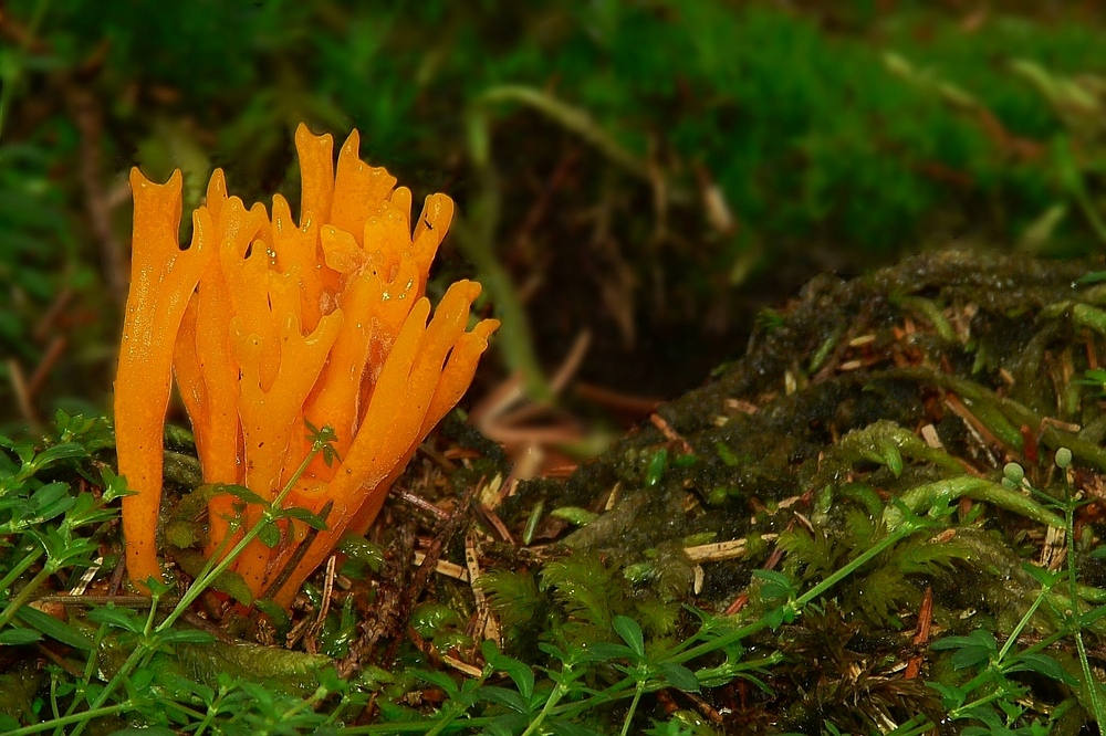 The Fungi world (1) : Yellow stagshorn