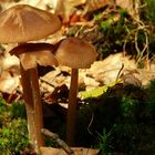 The Fungi world (10) : Surprise webcap
