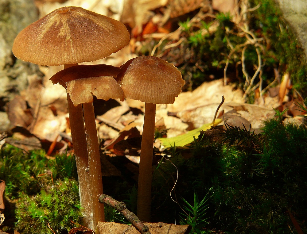 The Fungi world (10) : Surprise webcap