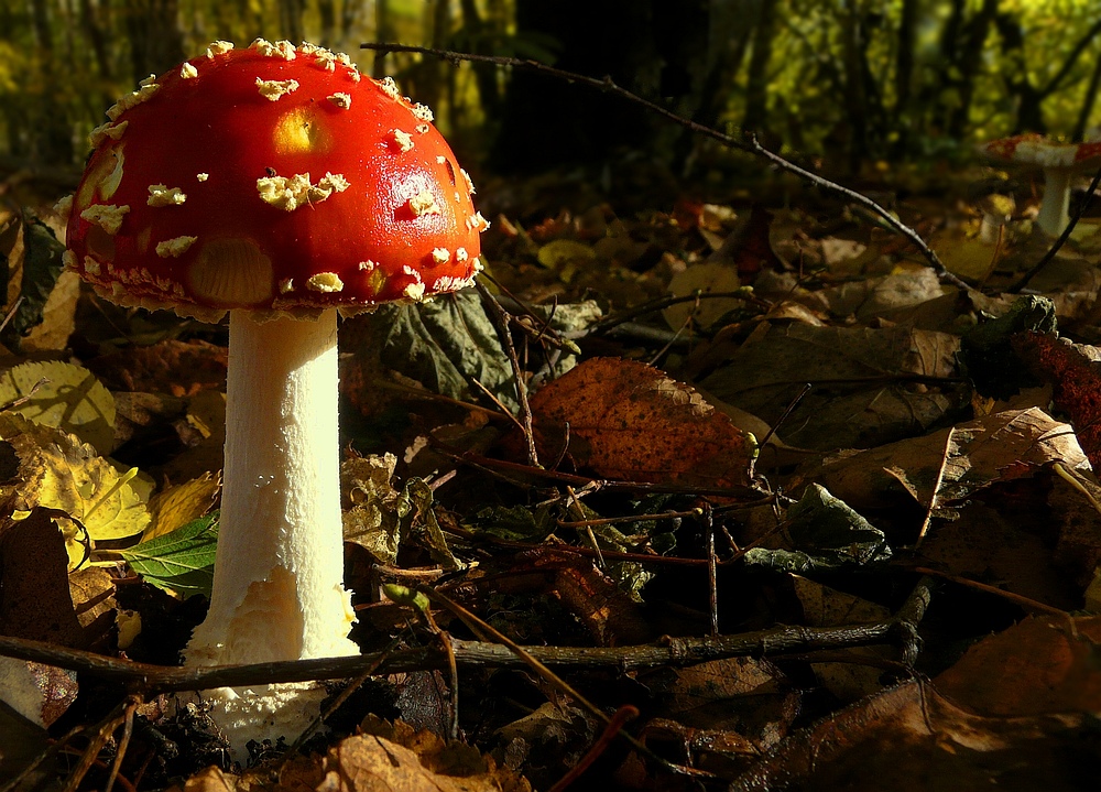 The Fungi world (100) : Fly Agaric