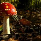 The Fungi world (100) : Fly Agaric