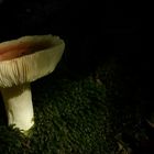 The Fungi world (101) : Bare-toothed Russula