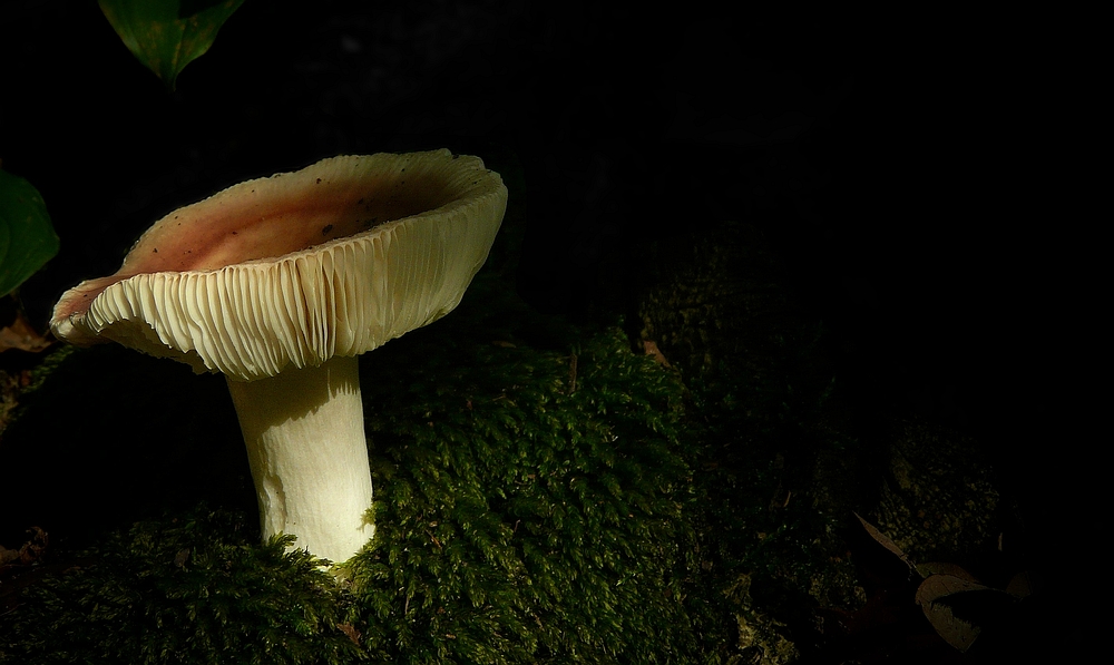 The Fungi world (101) : Bare-toothed Russula
