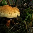 The Fungi world (102) : Scaly Webcap