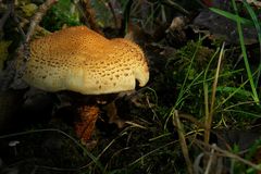 The Fungi world (102) : Scaly Webcap