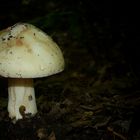 The Fungi world (103) : White Knight