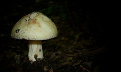 The Fungi world (103) : White Knight