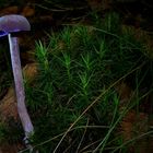 The Fungi world (104) : Entoloma euchroum
