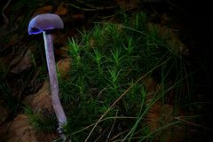 The Fungi world (104) : Entoloma euchroum