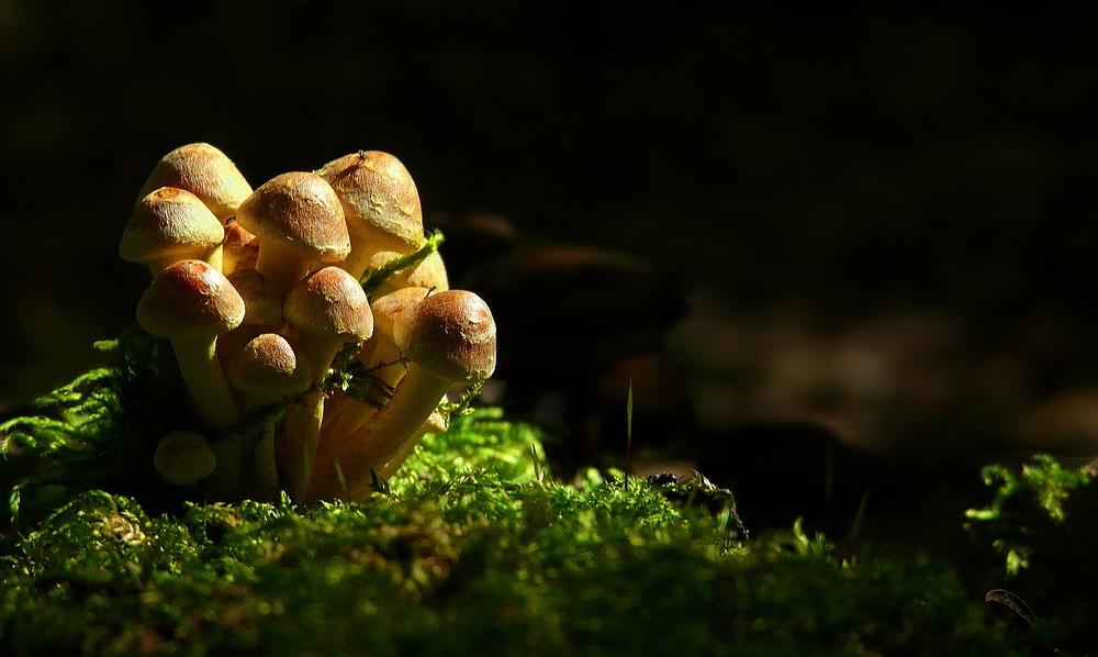 The Fungi world (105) : Brick Cap