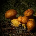 The Fungi world (106) : Tawny Webcap