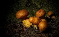 The Fungi world (106) : Tawny Webcap