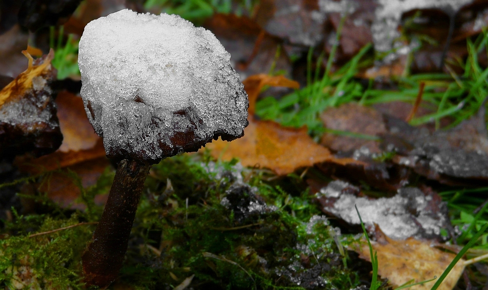 The Fungi world (107) : (frozen) Deadly Webcap