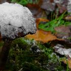 The Fungi world (107) : (frozen) Deadly Webcap